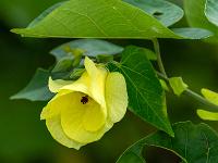 Gelbe Blüte des Lindenblättrigen Eibisch